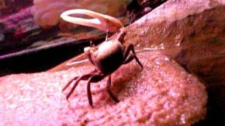 fiddler crab dancing
