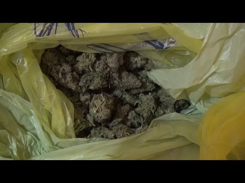 Подмосковные полицейские задержали супругов, которых подозревают в сбыте наркотиков