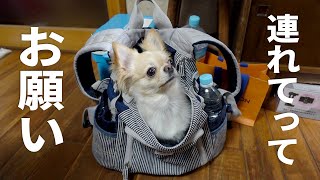 どうしてもお出かけしたくて何度もバッグに入る犬がこちら【チワワ】【chihuahua】