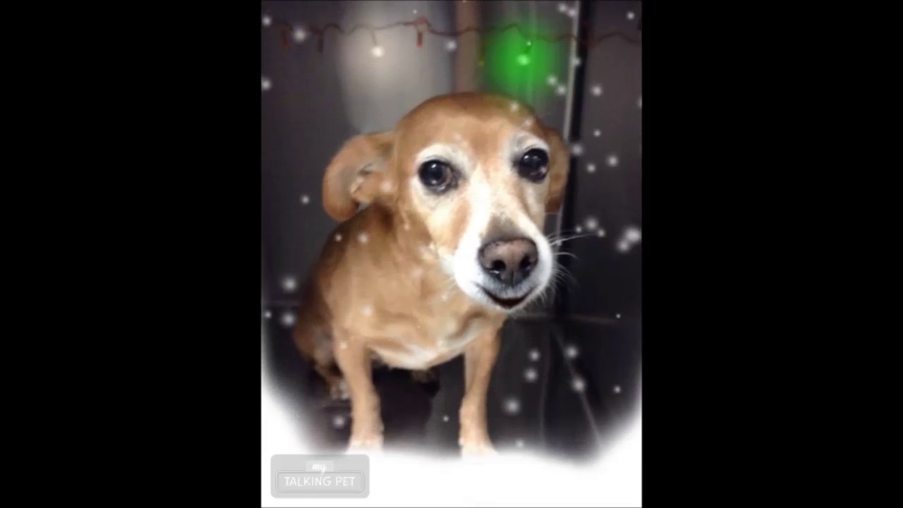 camera iphone 8 plus apk Pets Singing 12 Days of Christmas Specials 2016