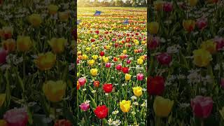 #DreamTrackAI Soft nostalgic love ambient music, slow tempo 60 BPM, gentle piano and soft synth