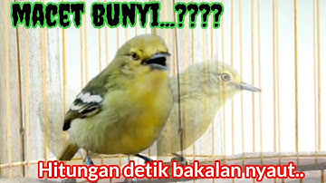 sirtu gacor muda INI RAJANYA pancingan sirtu macet bunyi gacor LAGI