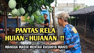 KESERUAN PANEN MANGGA MADU YANG MANIS SAMPAI RELA KEHUJANAN  !! 