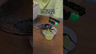 집에서 매미키우기 말매미가 집에?! #insects