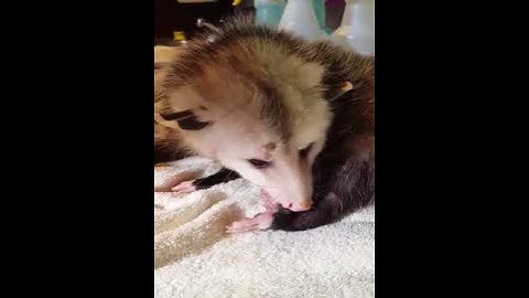 Opossum Cleaning His Foot
