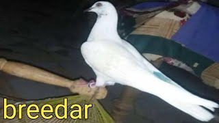 High quality top breedar | famous breeder jora sale 03157082491 2020 | √[Faisalabad pigeon]