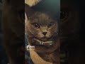 #meow