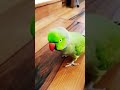 parrot talking 🦜 l Green parrot #shortsfeed #shortvideo #shorts #parrot #parrottalking #birds