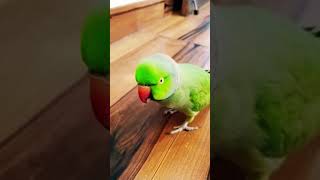 parrot talking 🦜 l Green parrot #shortsfeed #shortvideo #shorts #parrot #parrottalking #birds
