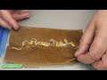 Pepper Seeds Germination May 2022