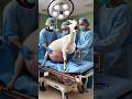 Weak Pregnant Goat Rescued By Doctors From Muddy Field Humanity Treatment Goat Animals Rescue Weak Pregnant Goat Rescued By Doctors From Muddy Field Humanity Treatment Goat Animals Rescue