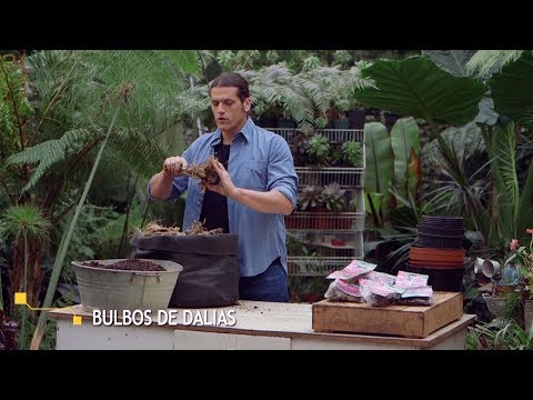 Vídeo: Consells de plantació de Crocosmia: quan i com plantar els bulbs de Crocosmia