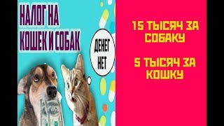 В России введут налог на домашних животных. В России введут налог на домашних животных.