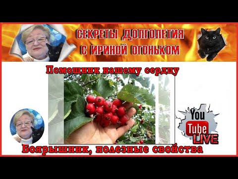 Video: Boyarka: A Healing Berry With Amazing Properties