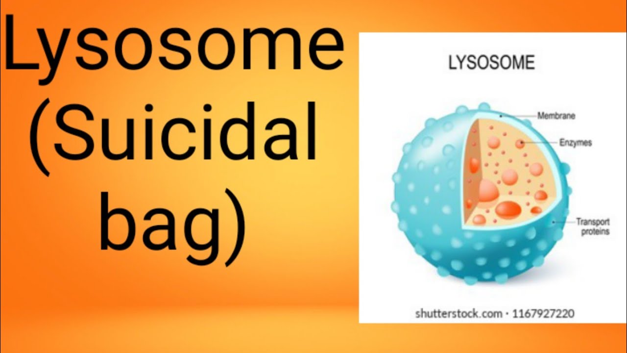 Intermediaries becomes accepted servicing away processing additionally various significant related with welfare for who LLC