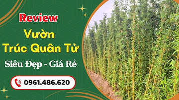 Bán cây Trúc Quân Tử đẹp, đã giâm ủ chuyển đảo, báo giá tốt