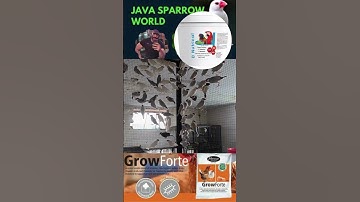 Fawn Java , Java Sparrow , Java Finch , Lovebird , White Java , Silver Java  #javasparrow #birds