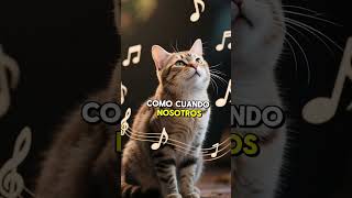 ¿Qué significa cuando tu gato ronronea 🐈 #curiosidades #datoscurisos #sabiasque