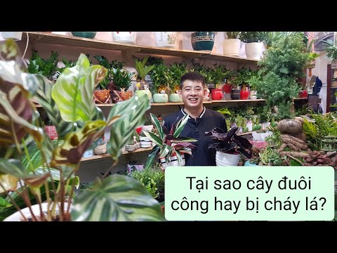 Video: Calathea Sẽ Phát Triển Ngoài Trời - Học Cách Chăm Sóc Calathea Trong Vườn