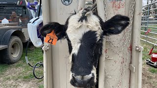 New stocker steers arrive!