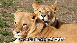 사자 재밌는 동물세계#찰리박전원주#찰리박tv#찰리박# 마음의 쉼터#오늘의 시 한편#오늘의 간추린 뉴스