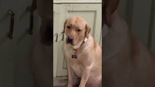 Guilty Labrador Caught Red Handed