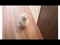 甘えんぼ猫のモーニングルーティンを撮影してみた