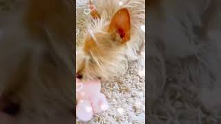 Puppy Chews His Pink Bunny Rabbit Soft Toy! screenshot 4