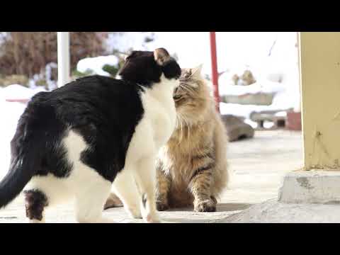 もふもふ野良猫とちょび 210125