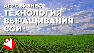 Технология выращивания сои | КФХ Гриднев