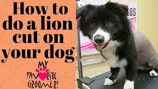 How to do a lion cut on a dog