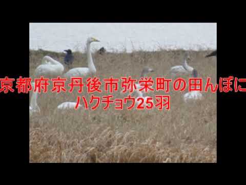 250125京都府京丹後市の田んぼに2冬続けて白鳥が飛来
