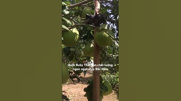 Bưởi Ruby Thái Lan chất lượng ngon ngọt VIP,phục vụ Tết này -0919705120 #pomelo #fruit