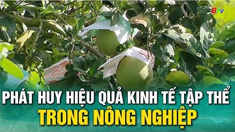 Phát huy hiệu quả kinh tế tập thể trong nông nghiệp
