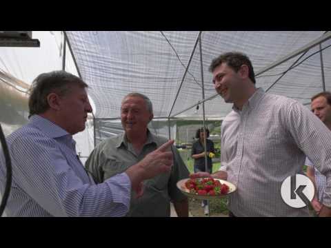 მარწყვის სათბური ლაგოდეხში