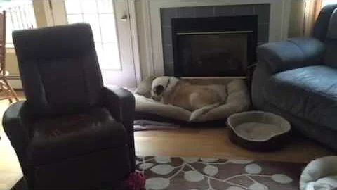 Dog sitting