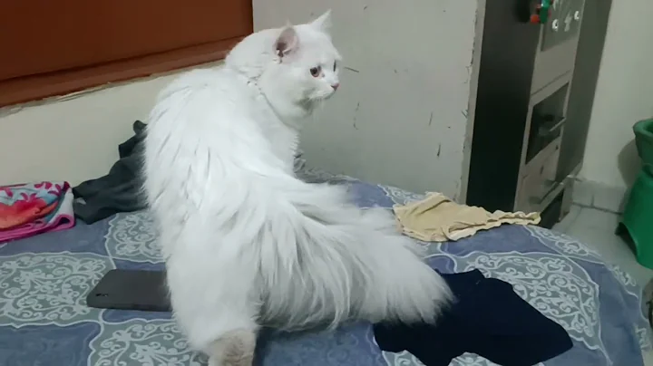 Video 6342061: persian cat pets, persian cat white male, persian cat playing, cat old