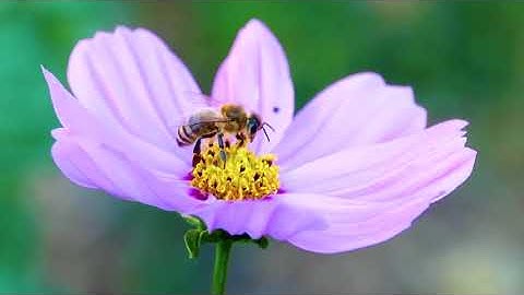 سورة يوسف بصوت القارئ إبراهيم محمد الجرمي