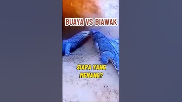 ganas Buaya vs Biawak, siapa menang? #animals #hewan #binatang #reptiles