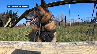 картинка: Нюансы работы современного кинолога: как готовят служебных собак в Севастополе