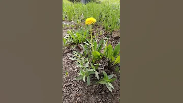 Сезон одуванчиков🌱