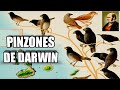 🐦FABULOSA EVOLUCIÓN! Pinzones de Darwin 🤩