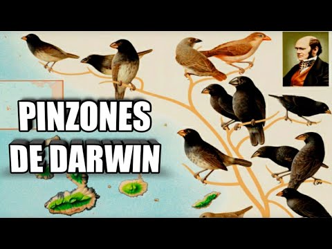 Video: Pinzones de Galápagos: el origen de la especie. Causas de las diferencias en la estructura del pico