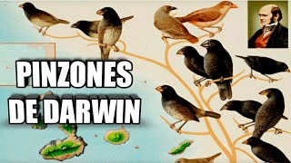 🐦FABULOSA EVOLUCIÓN! Pinzones de Darwin 🤩