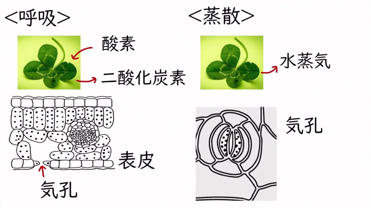 植物のつくりとはたらき Youtube