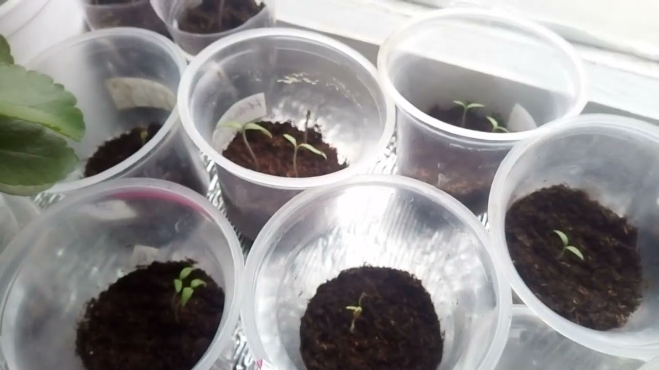 Сроки посева томатов на 2026 год