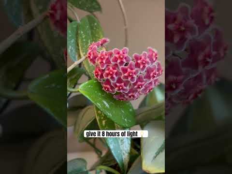Hoya Plant Care Tip If Your Hoya Does Not Bloom Give It At Least 8 Hours Of Light Plantcare