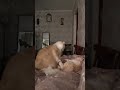 НАПРЯЖЕНИЕ РОСЛО И ВОТ #cat #cat fight #котыдерутся