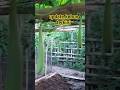 Kebun sayur dibelakang rumah #shortviral #food #kampung #kebun
