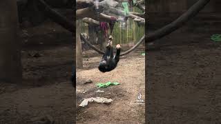 Chimp Violet’s Aerial Acrobatics